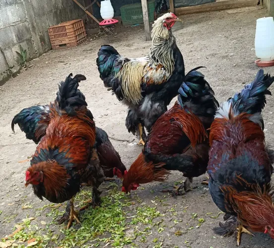 Galos Brama 120 reais