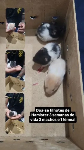 Doa-se filhotes de hamister 2 machos e 1 fêmea, 3 semanas de vida!