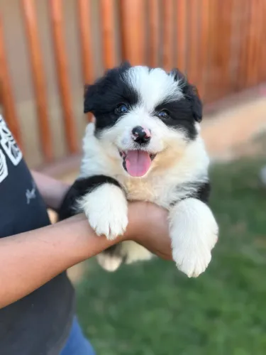 Border Collie - Canil CF Dog - @canilcfdog