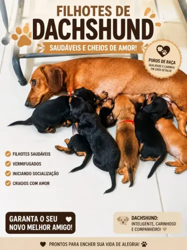 Venha ser feliz! Adquira o seu melhor amigo (a) já estão vermifugados.
