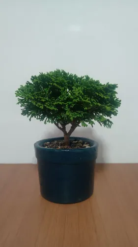 Bonsai shimpaku 2 anos.