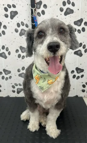 Cachorro doação