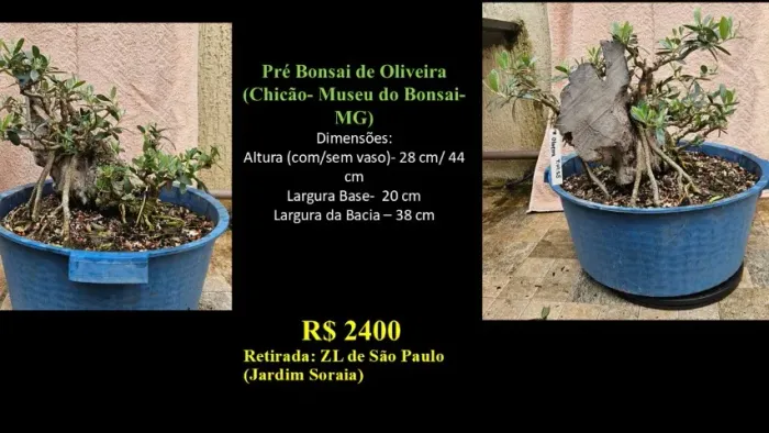 Pré-Bonsai Oliveira Antiga Museu do Bonsai