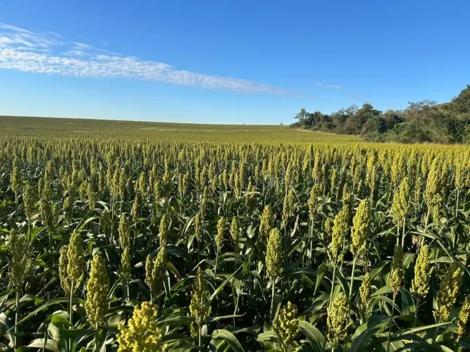Arrendo 1200 ha plantando no Ms. Terra roxa