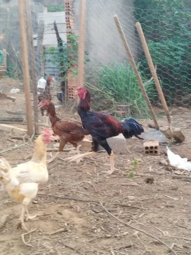 Galo Índio Gigante 