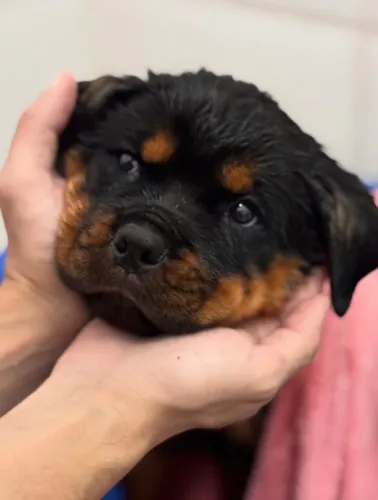 Inteligência, coragem e fidelidade em um só cão: escolha um Rottweiler!