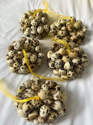 Ovos de codorna