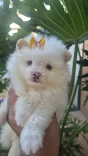 Spitz Alemão Anão/ Lulu da Pomerania