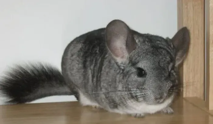 Chinchila 