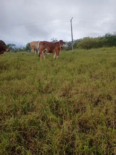 vende- se 2 garrotinho raça Sindi