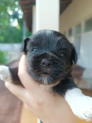 Cachorro filhote Shitzu com yorkshire 