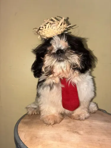 SHIH TZU