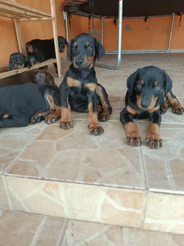 Doberman