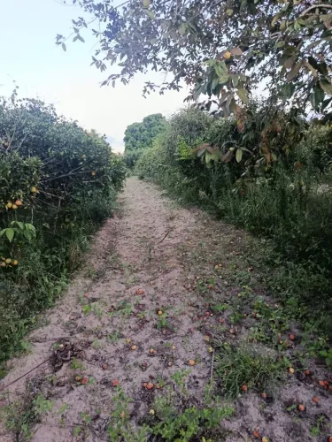 Terreno no Quizambu Riacho da Guia 