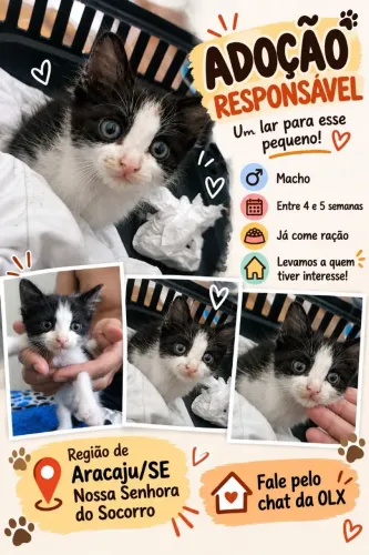 Gatinho Frajolinha para Adoção