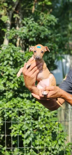Galgo Italiano FEMEA - Excelente 