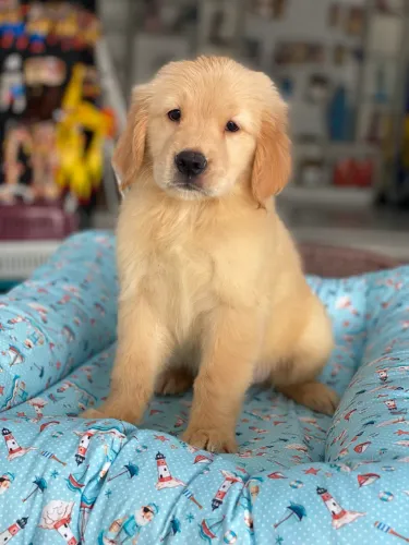 Golden Retriever