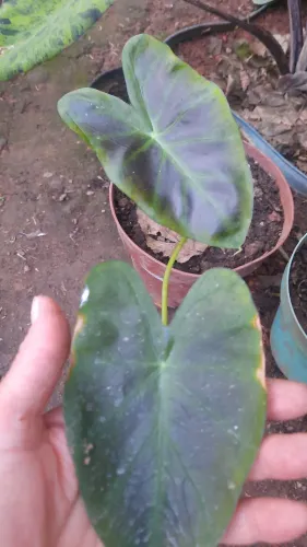 Colocasia Aloha uma muda