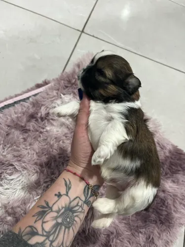 Vendo lindos filhotes de shitzu
