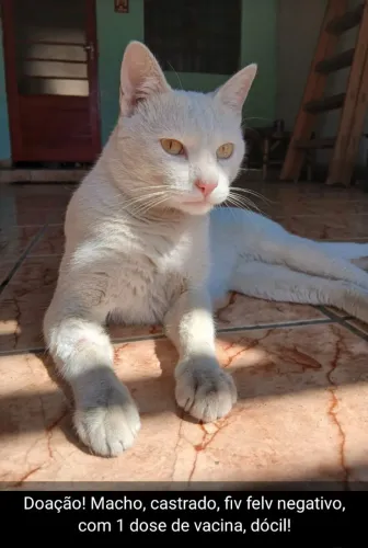 Gato macho castrado para doação(Abandonado)