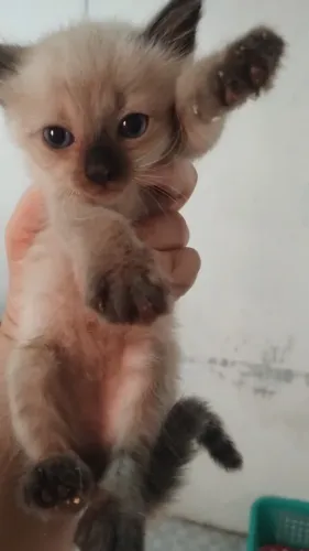 Gatinha para adoção