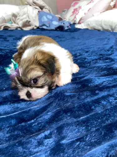 Shih tzu femea