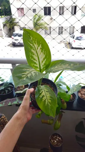 Comigo Ninguém Pode Tropic Snow