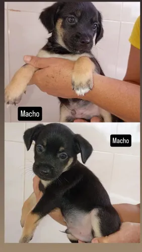 Cachorro para doação ( sem raça)