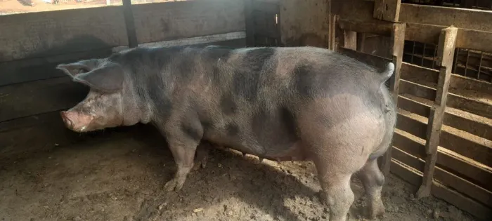 Vende se porco