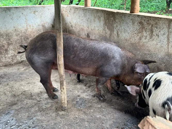 Leitoas e porca para venda