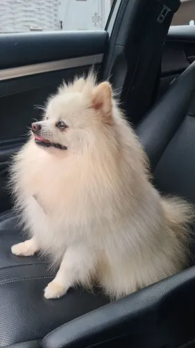 SPITZ ALEMAO PROCURA NAMORADA