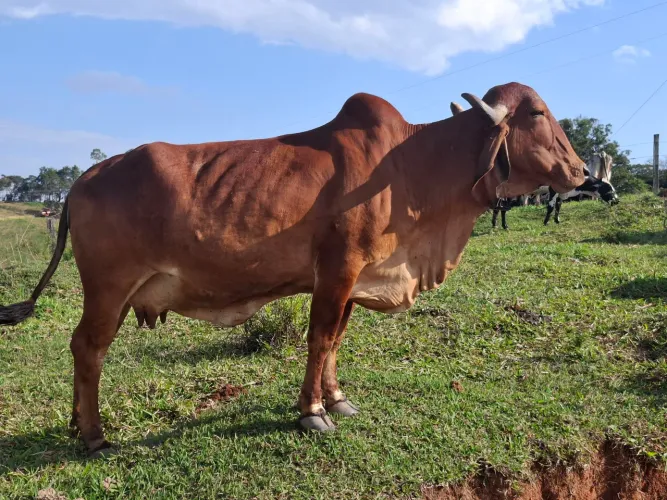 Vaca gir leiteiro