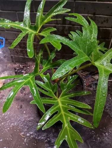 PLANTAS