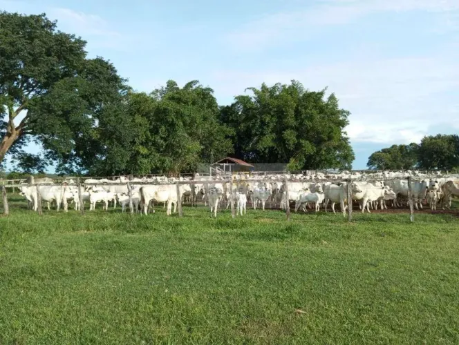 Vendo fazenda no município de Paraná/TO.