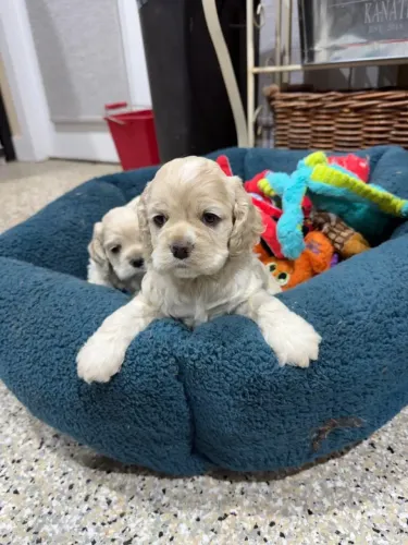 Cocker spaniel muito companheiro