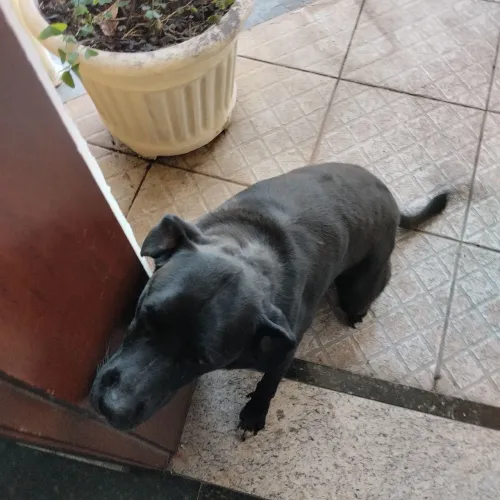 Cachorro dog argentino e labrador