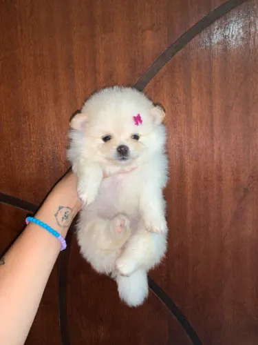 Pomerânia fêmea disponível - Lulu da pomerania anao 