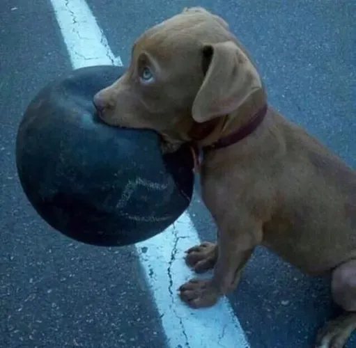 Filhotes de Pitbull olhos verdes e com sua bola preta 