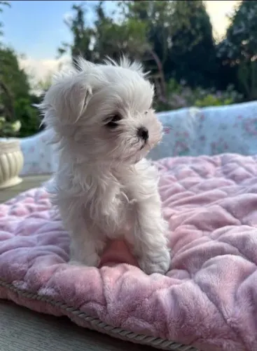 Maltês Mini Macho Carismático e Leal