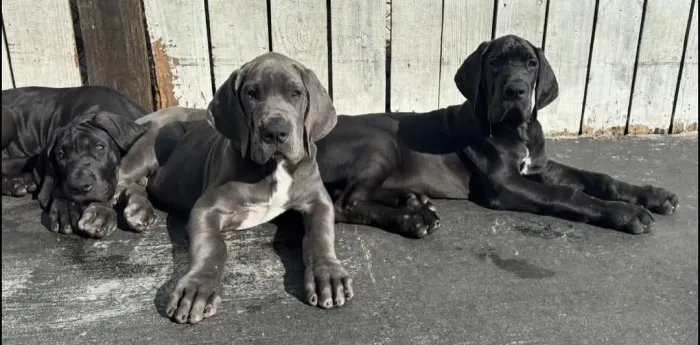 Dog alemão Padrão Impecável