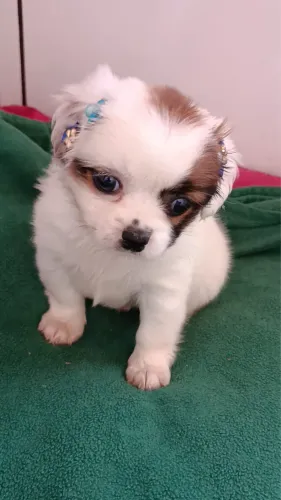 Lhasa apso hora de trazer alegria