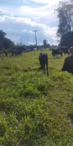 NOVILHAS e VACA