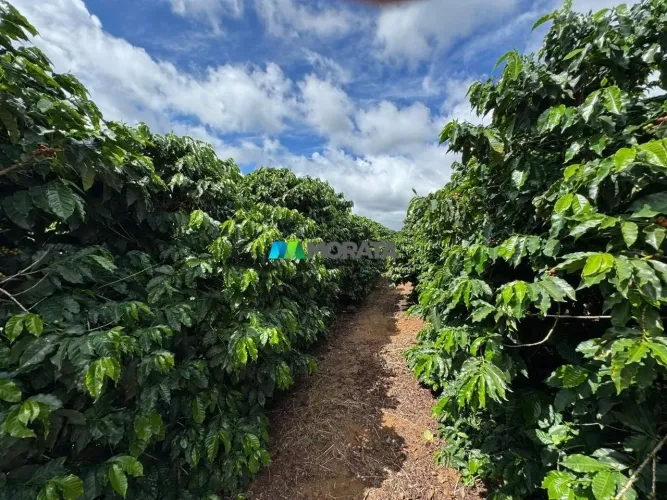 FAZENDA À VENDA - 134 HECTARES - REGIÃO DE CAMPOS ALTOS (MG)