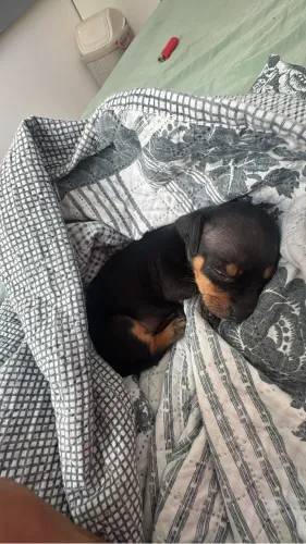 Pinscher fêmea 0