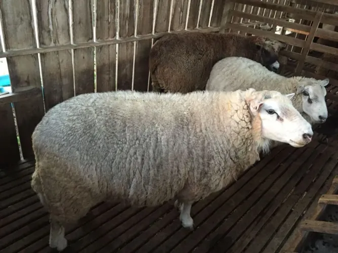 Vendo 35 ovelhas Texel adultas