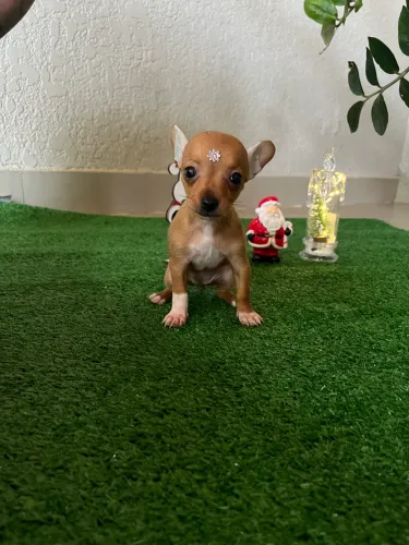 Pinscher fêmea e macho 