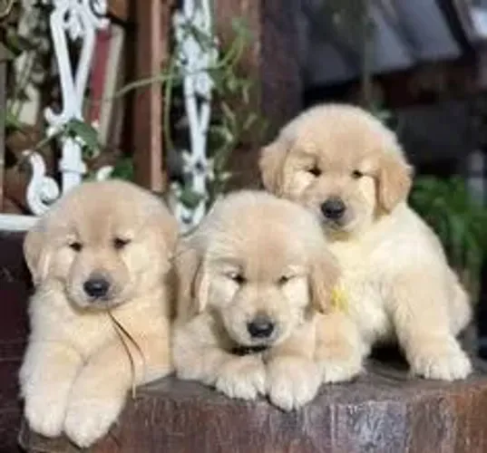 Golden Retriever disponível!