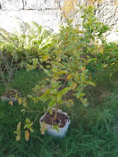 Vendo muda de goiaba vermelha 