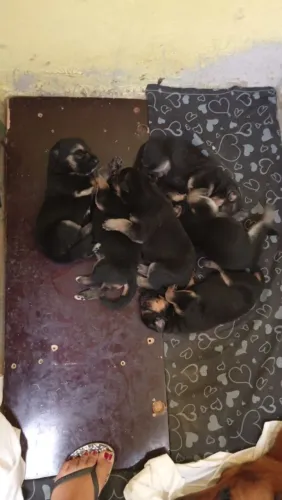 Vende-se filhote de pastor alemão 