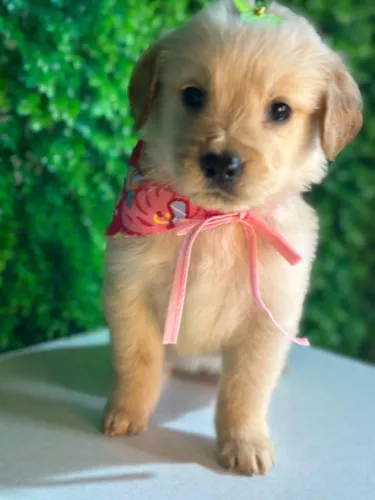 Filhote Golden Retriever